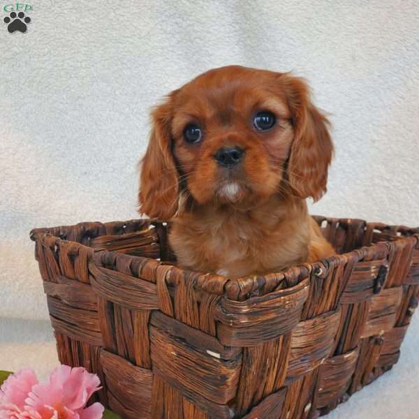 Miss Ladylove, Cavalier King Charles Spaniel Puppy